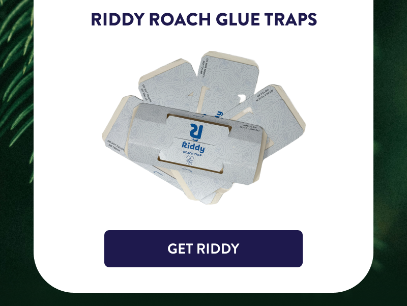 Riddy Roach Glue Traps  [GET RIDDY]