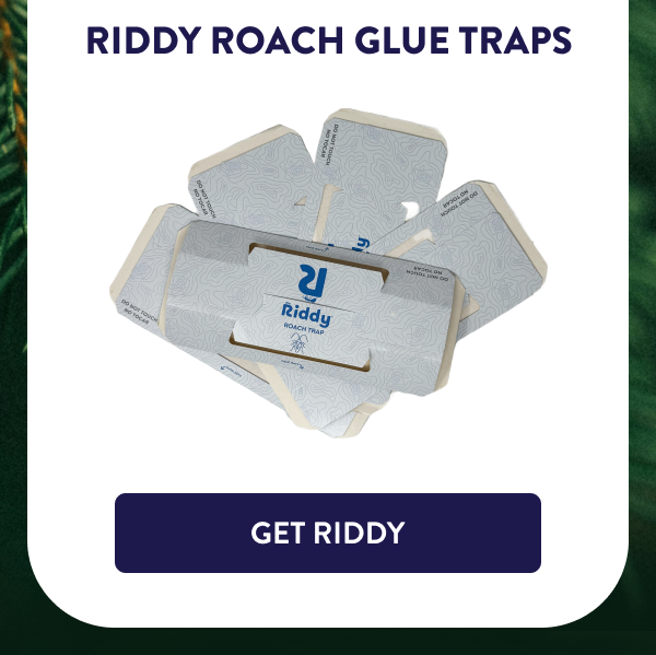 Riddy Roach Glue Traps [GET RIDDY]