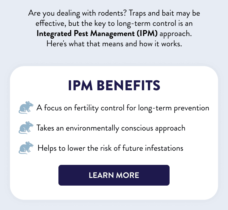 Are you dealing with rodents? Traps and bait may be effective, but the key to long-term control is an Integrated Pest Management (IPM) approach. Here's what that means and how it works.  IPM Benefits  ✔ A focus on fertility control for long-term prevention ✔ Takes an environmentally conscious approach ✔ Helps to lower the risk of future infestations  [LEARN MORE]