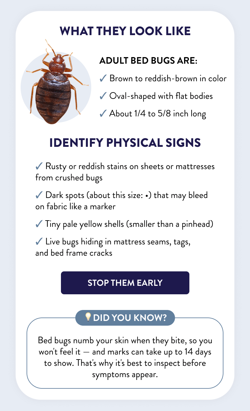 What They Look Like  Adult bed bugs are: — Brown to reddish-brown in color — Oval-shaped with flat bodies — About 1/4 to 5/8 inch long  Identify Physical Signs  - Rusty or reddish stains on sheets or mattresses from crushed bugs - Dark spots (about this size: •) that may bleed on fabric like a marker - Tiny pale yellow shells (smaller than a pinhead) - Live bugs hiding in mattress seams, tags, and bed frame cracks  [STOP THEM EARLY]  💡Did you know? Bed bugs numb your skin when they bite, so you won't feel it — and marks can take up to 14 days to show. That's why it's best to inspect before symptoms appear.