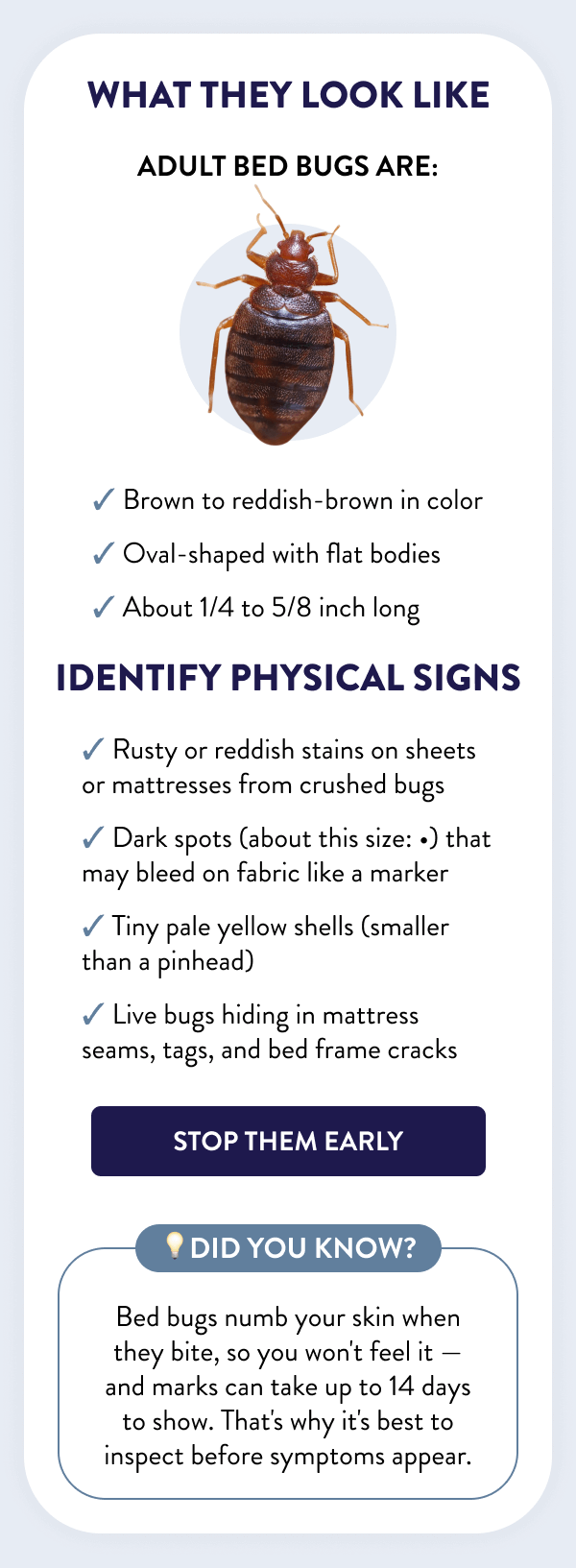 What They Look Like Adult bed bugs are: — Brown to reddish-brown in color — Oval-shaped with flat bodies — About 1/4 to 5/8 inch long Identify Physical Signs - Rusty or reddish stains on sheets or mattresses from crushed bugs - Dark spots (about this size: •) that may bleed on fabric like a marker - Tiny pale yellow shells (smaller than a pinhead) - Live bugs hiding in mattress seams, tags, and bed frame cracks [STOP THEM EARLY] 💡Did you know? Bed bugs numb your skin when they bite, so you won't feel it — and marks can take up to 14 days to show. That's why it's best to inspect before symptoms appear.