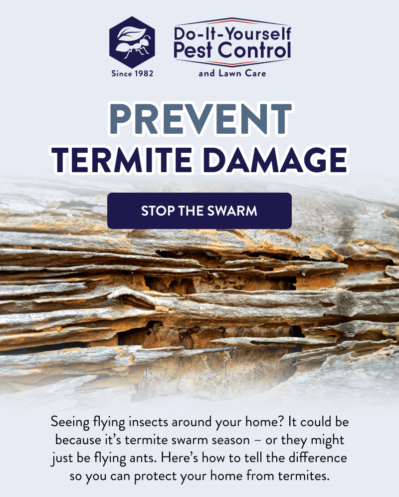 Prevent Termite Damage  [STOP THE SWARM]  Seeing flying insects around your home? It could be because it’s termite swarm season – or they might just be flying ants. Here’s how to tell the difference so you can protect your home from termites.