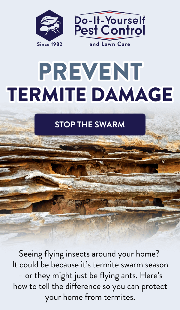 Prevent Termite Damage [STOP THE SWARM] Seeing flying insects around your home? It could be because it’s termite swarm season – or they might just be flying ants. Here’s how to tell the difference so you can protect your home from termites.