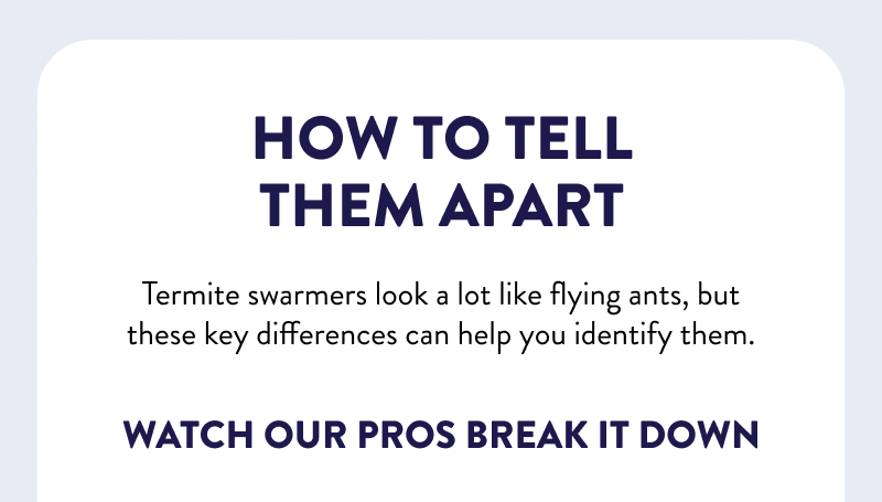 How to Tell Them Apart  Termite swarmers look a lot like flying ants, but these key differences can help you identify them.  Watch Our Pros Break It Down