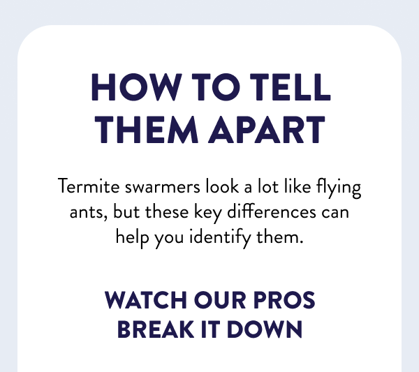 How to Tell Them Apart Termite swarmers look a lot like flying ants, but these key differences can help you identify them. Watch Our Pros Break It Down