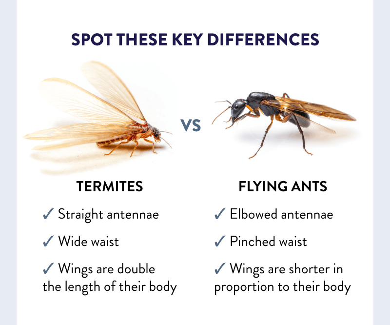 Spot These Key Differences  Termites: - Straight antennae - Wide waist - Wings are double the length of their body  Flying Ants: - Elbowed antennae - Pinched waist - Wings are shorter in proportion to their body
