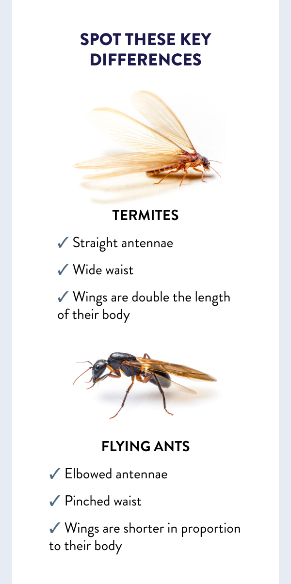 Spot These Key Differences Termites: - Straight antennae - Wide waist - Wings are double the length of their body Flying Ants: - Elbowed antennae - Pinched waist - Wings are shorter in proportion to their body