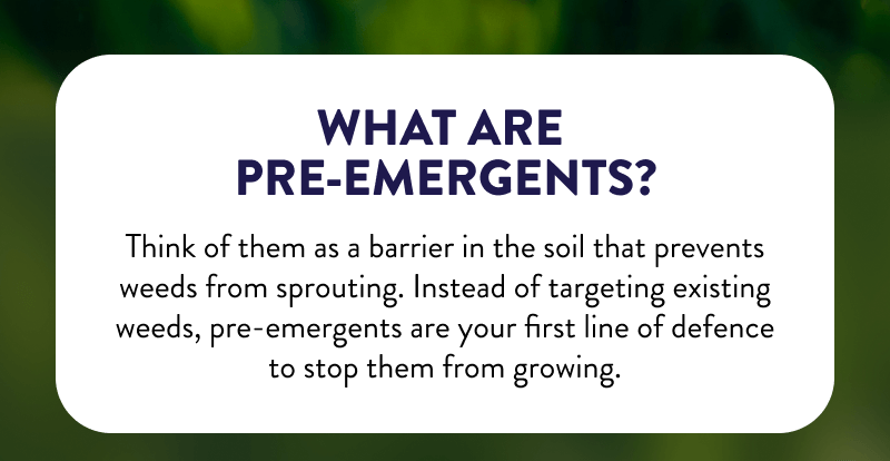 What Are Pre-Emergents?  Think of them as a barrier in the soil that prevents weeds from sprouting. Instead of targeting existing weeds, pre-emergents are your first line of defence to stop them from growing.