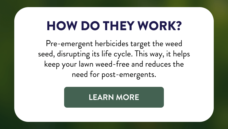 How Do They Work?  Pre-emergent herbicides target the weed seed, disrupting its life cycle. This way, it helps keep your lawn weed-free and reduces the need for post-emergents.  [LEARN MORE]