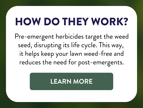 How Do They Work? Pre-emergent herbicides target the weed seed, disrupting its life cycle. This way, it helps keep your lawn weed-free and reduces the need for post-emergents. [LEARN MORE]