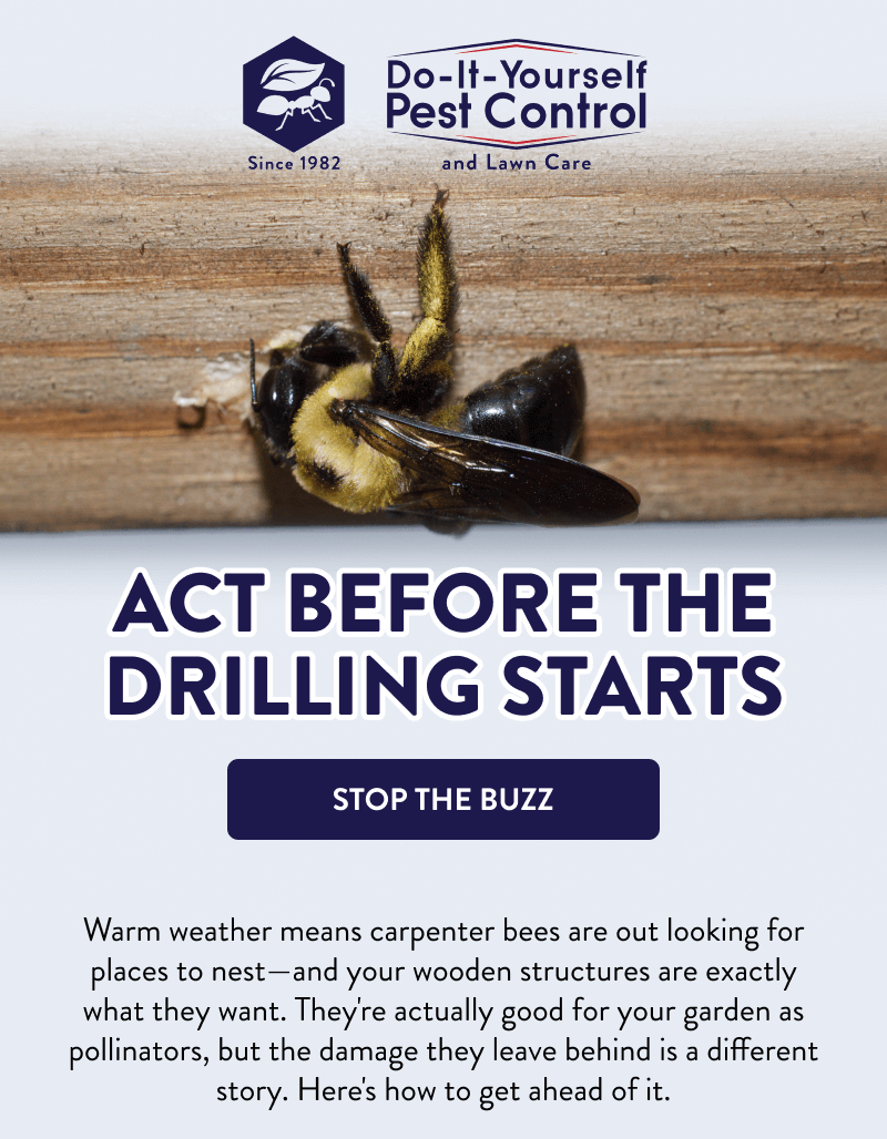 Act Before the Drilling Starts  [STOP THE BUZZ]  Warm weather means carpenter bees are out looking for places to nest—and your wooden structures are exactly what they want. They're actually good for your garden as pollinators, but the damage they leave behind is a different story. Here's how to get ahead of it.