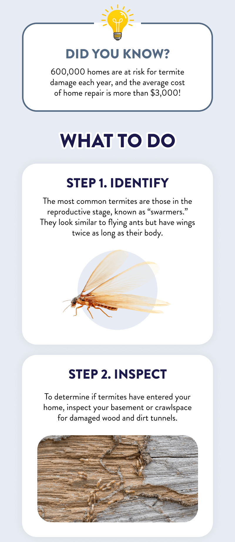 Did You Know? 600,000 homes are at risk for termite damage each year, and the average cost of home repair is more than $3,000!  What to Do  Step 1. Identify  The most common termites are those in the reproductive stage, known as “swarmers.” They look similar to flying ants but have wings twice as long as their body.  Step 2. Inspect  To determine if termites have entered your home, inspect your basement or crawlspace for damaged wood and dirt tunnels.