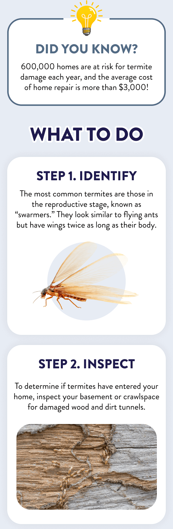 Did You Know? 600,000 homes are at risk for termite damage each year, and the average cost of home repair is more than $3,000! What to Do Step 1. Identify The most common termites are those in the reproductive stage, known as “swarmers.” They look similar to flying ants but have wings twice as long as their body. Step 2. Inspect To determine if termites have entered your home, inspect your basement or crawlspace for damaged wood and dirt tunnels.