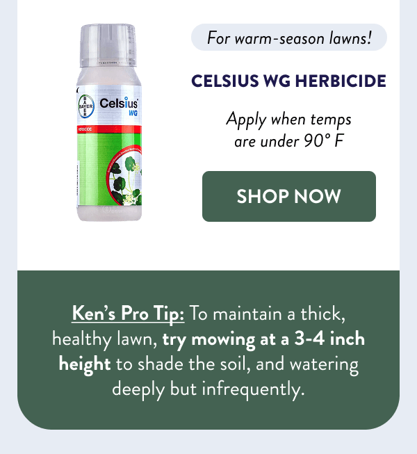 For warm-season lawns! Apply when temps are under 90° F [SHOP CELSIUS] Ken’s Pro Tip: To maintain a thick, healthy lawn, try mowing at a 3-4 inch height to shade the soil, and watering deeply but infrequently.