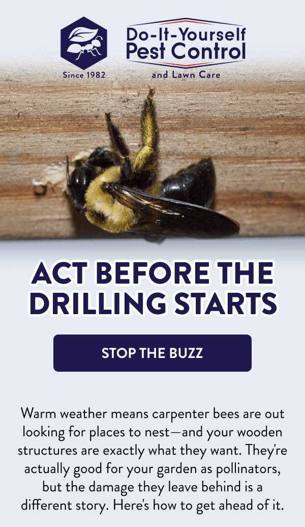 Act Before the Drilling Starts [STOP THE BUZZ] Warm weather means carpenter bees are out looking for places to nest—and your wooden structures are exactly what they want. They're actually good for your garden as pollinators, but the damage they leave behind is a different story. Here's how to get ahead of it.