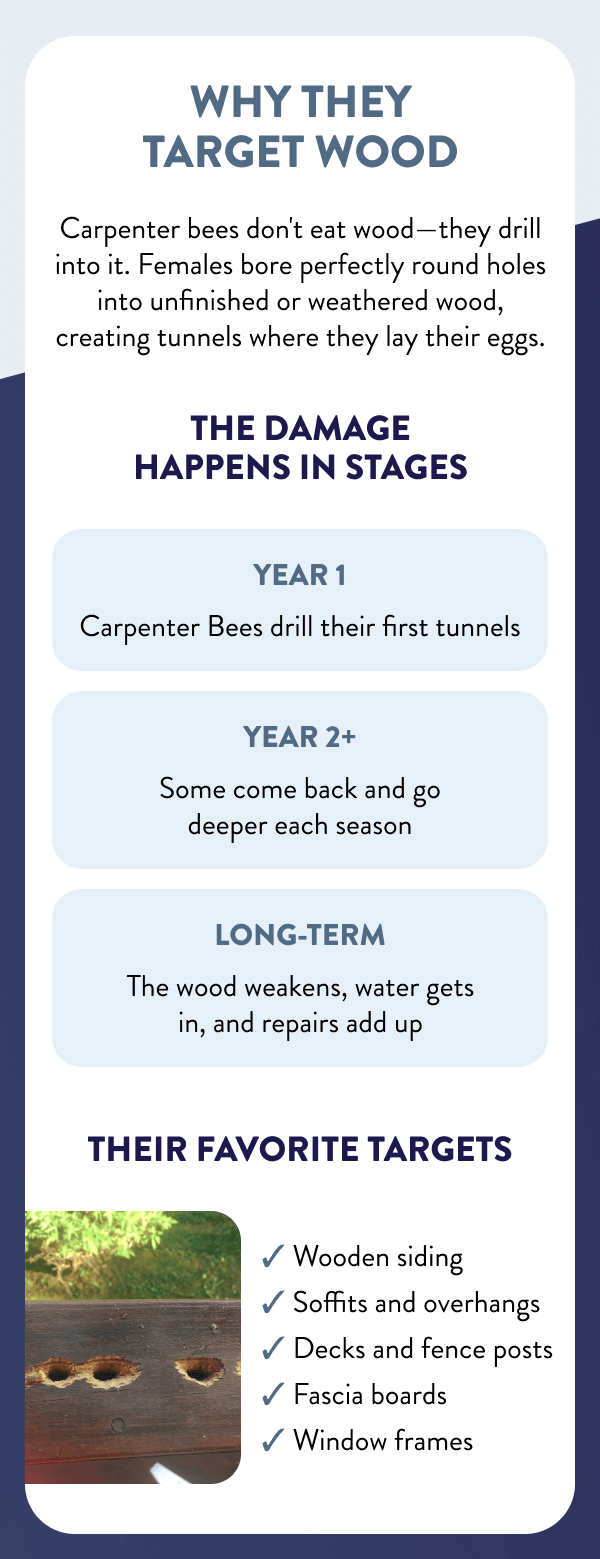 Why They Target Wood Carpenter bees don't eat wood—they drill into it. Females bore perfectly round holes into unfinished or weathered wood, creating tunnels where they lay their eggs. The Damage Happens In Stages Year 1 Carpenter Bees drill their first tunnels ; Year 2+ Some come back and go deeper each season ; Long-term The wood weakens, water gets in, and repairs add up ; Their Favorite Targets - Wooden siding - Soffits and overhangs - Decks and fence posts - Fascia boards - Window frames