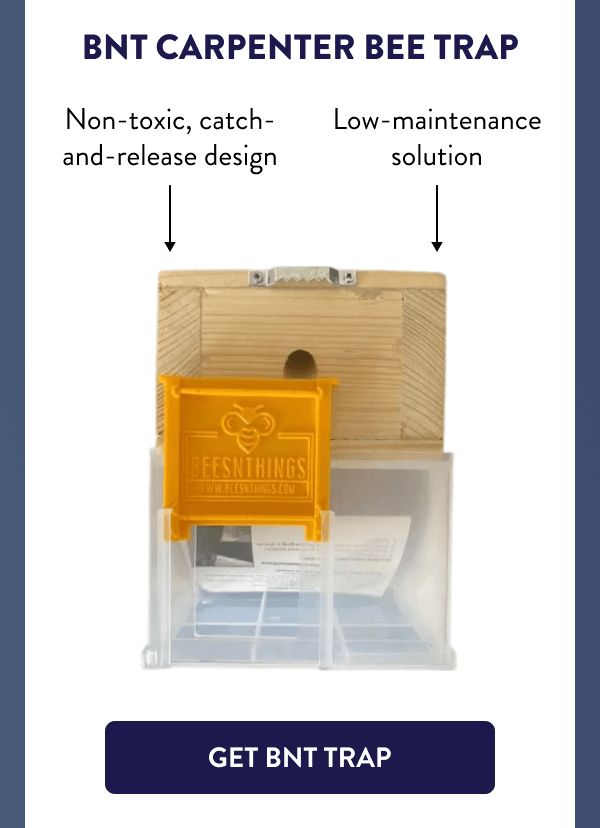 BNT Carpenter Bee Trap ↷ Non-toxic, catch-and-release design ↷ Low-maintenance solution [GET BNT TRAP]
