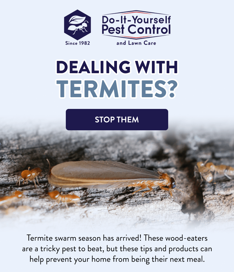 Dealing with Termites? [STOP THEM]  Termite swarm season has arrived! These wood-eaters are a tricky pest to beat, but these tips and products can help prevent your home from being their next meal.