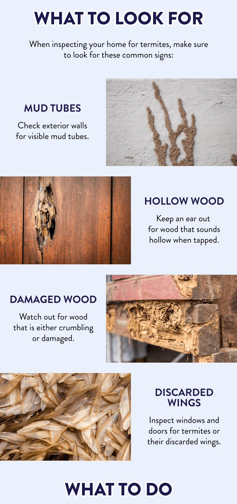 What to Look For  When inspecting your home for termites, make sure to look for these common signs:  Mud tubes Check exterior walls for visible mud tubes.  Hollow wood Keep an ear out for wood that sounds hollow when tapped.  Damaged wood Watch out for wood that is either crumbling or damaged.  Discarded wings Inspect windows and doors for termites or their discarded wings.  What to Do