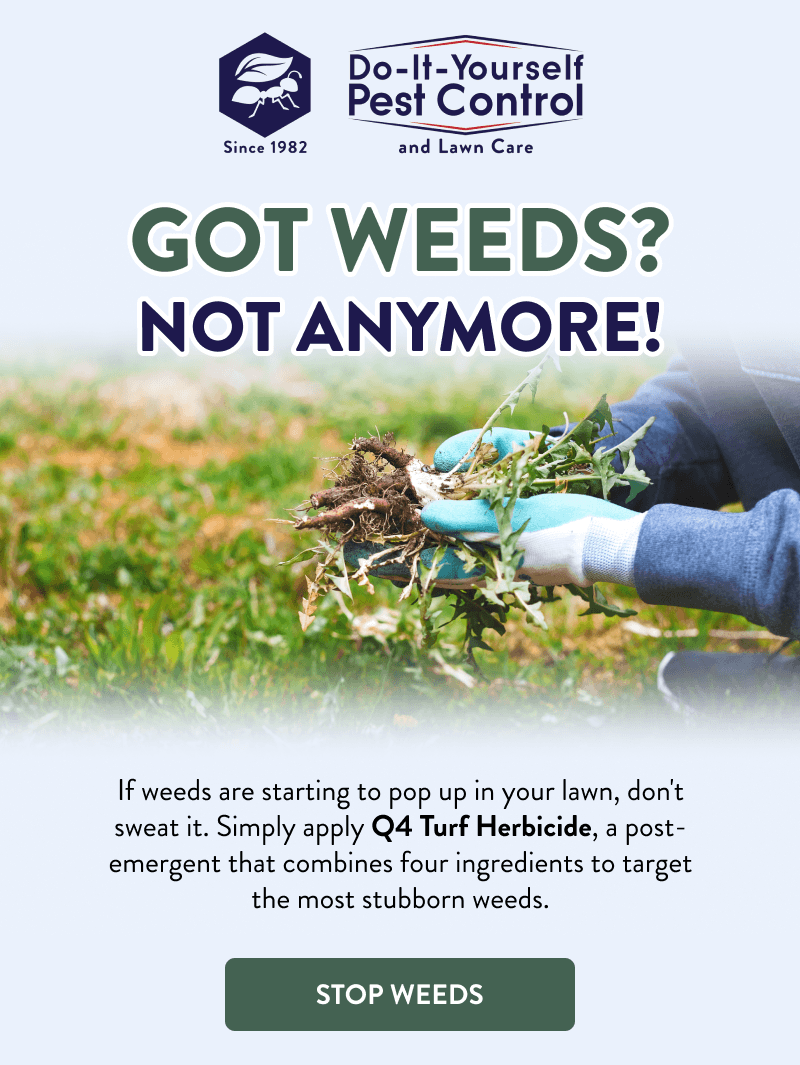 Got Weeds? Not Anymore!  If weeds are starting to pop up in your lawn, don't sweat it. Simply apply Q4 Turf Herbicide, a post-emergent that combines four ingredients to target the most stubborn weeds.  [STOP WEEDS]