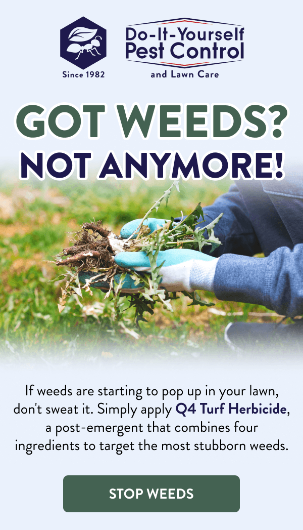 Got Weeds? Not Anymore! If weeds are starting to pop up in your lawn, don't sweat it. Simply apply Q4 Turf Herbicide, a post-emergent that combines four ingredients to target the most stubborn weeds. [STOP WEEDS]