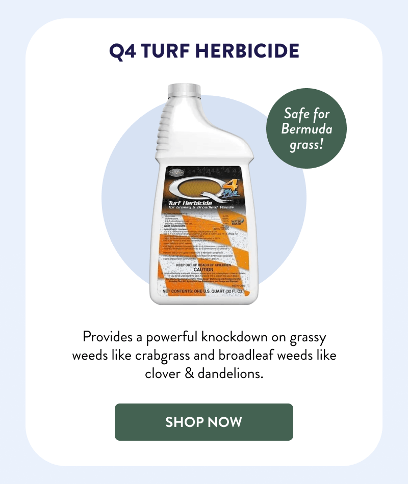 Q4 Turf Herbicide  Safe for Bermuda grass!  Provides a powerful knockdown on grassy weeds like crabgrass and broadleaf weeds like clover & dandelions.  [SHOP NOW]