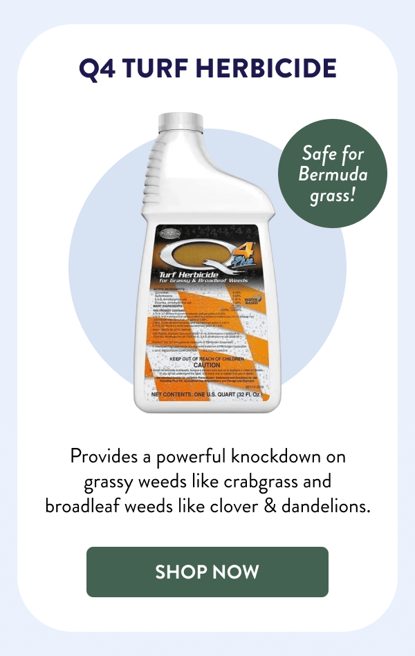 Q4 Turf Herbicide Safe for Bermuda grass! Provides a powerful knockdown on grassy weeds like crabgrass and broadleaf weeds like clover & dandelions. [SHOP NOW]