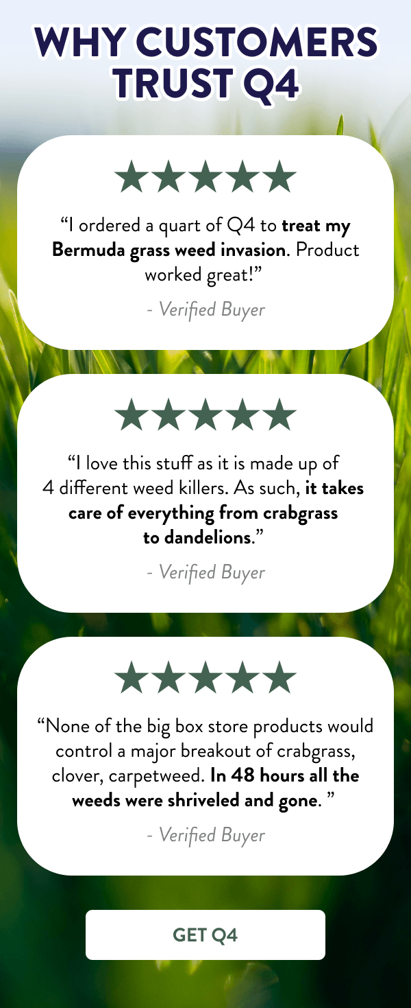 Why Customers Trust Q4 “I ordered a quart of Q4 to treat my Bermuda grass weed invasion. Product worked great!” - ✅ Verified Buyer “I love this stuff as it is made up of 4 different weed killers. As such, it takes care of everything from crabgrass to dandelions.” - ✅ Verified Buyer “None of the big box store products would control a major breakout of crabgrass, clover, carpetweed. In 48 hours all the weeds were shriveled and gone. ” - ✅ Verified Buyer [GET Q4]