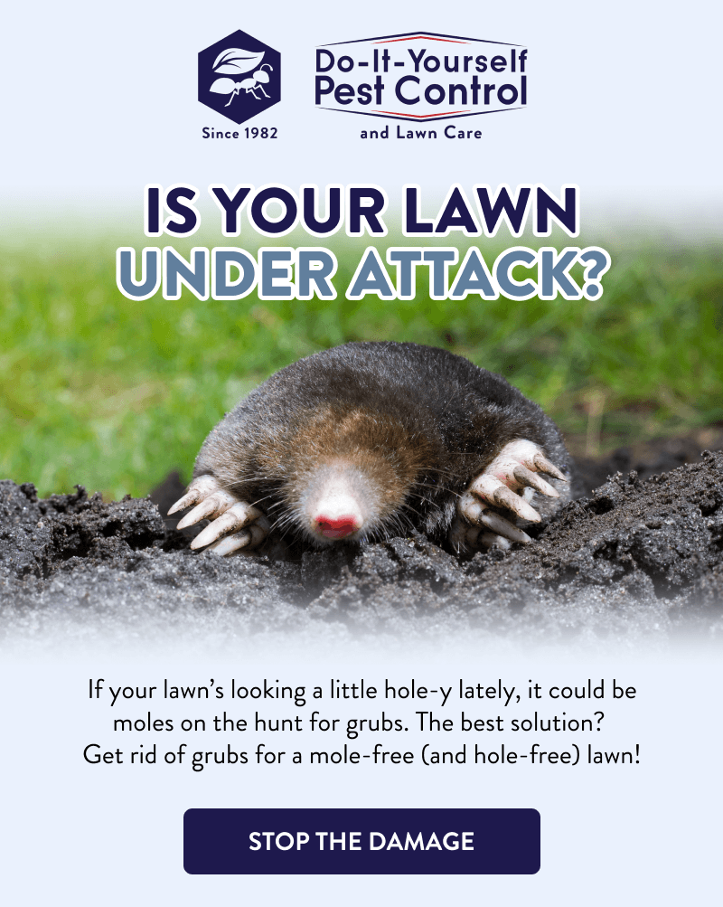 Is Your Lawn Under Attack?  If your lawn’s looking a little hole-y lately, it could be moles on the hunt for grubs. The best solution? Get rid of grubs for a mole-free (and hole-free) lawn!  [STOP THE DAMAGE]