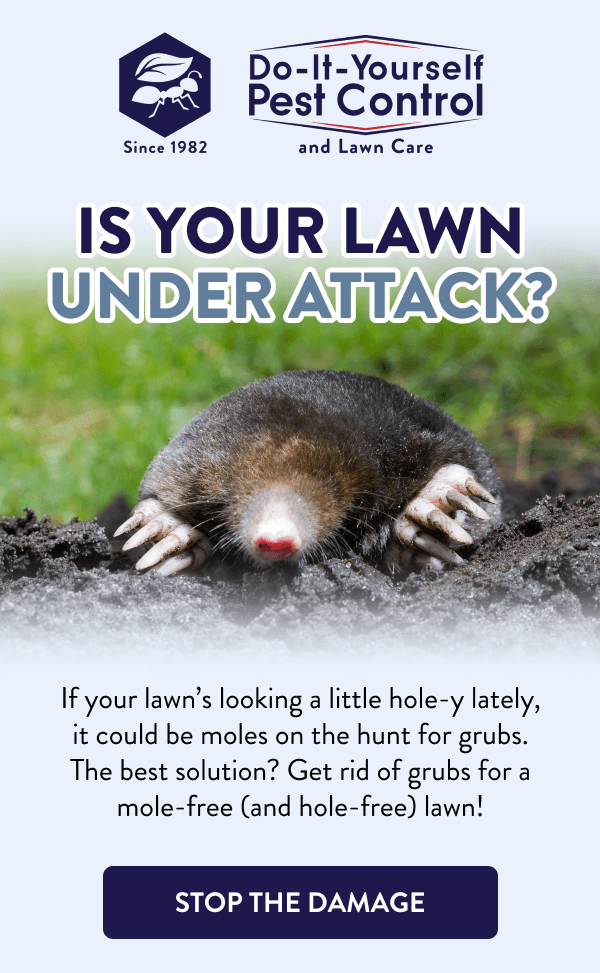 Is Your Lawn Under Attack? If your lawn’s looking a little hole-y lately, it could be moles on the hunt for grubs. The best solution? Get rid of grubs for a mole-free (and hole-free) lawn! [STOP THE DAMAGE]