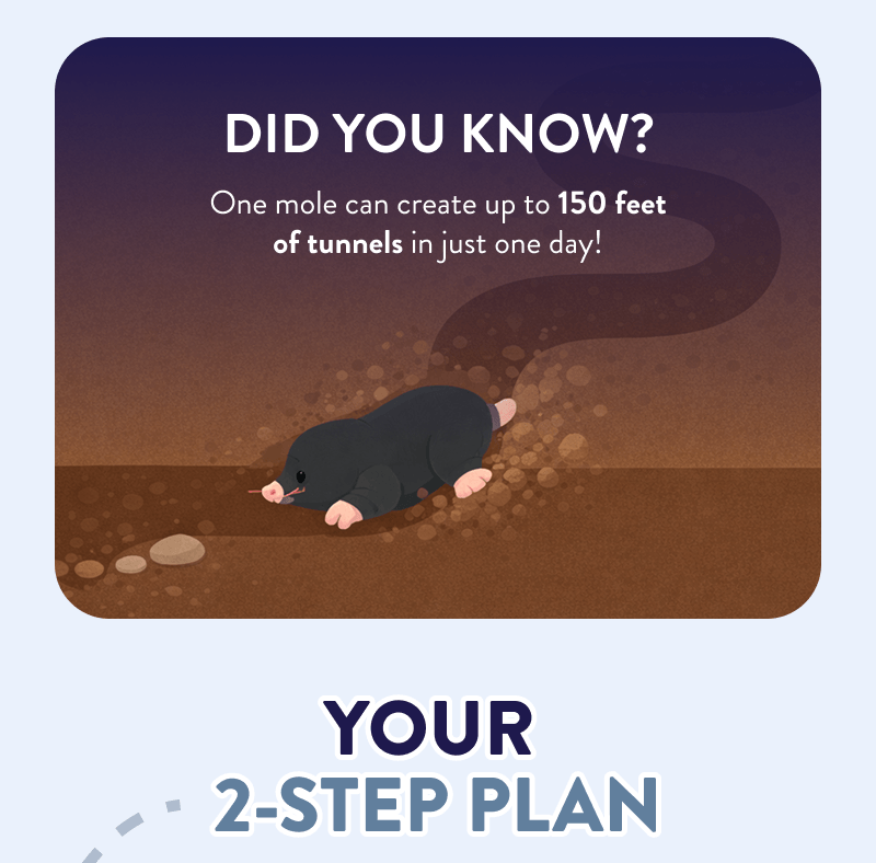 Did You Know?  One mole can create up to 150 feet of tunnels in just one day!  Your 2-Step Plan
