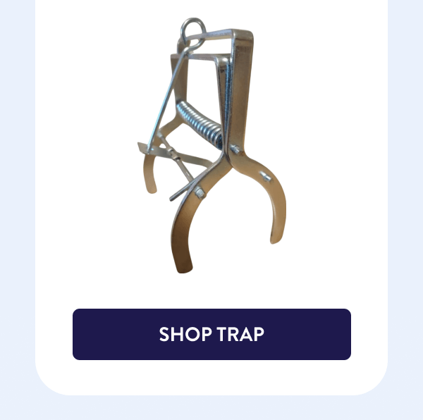 [SHOP TRAP]