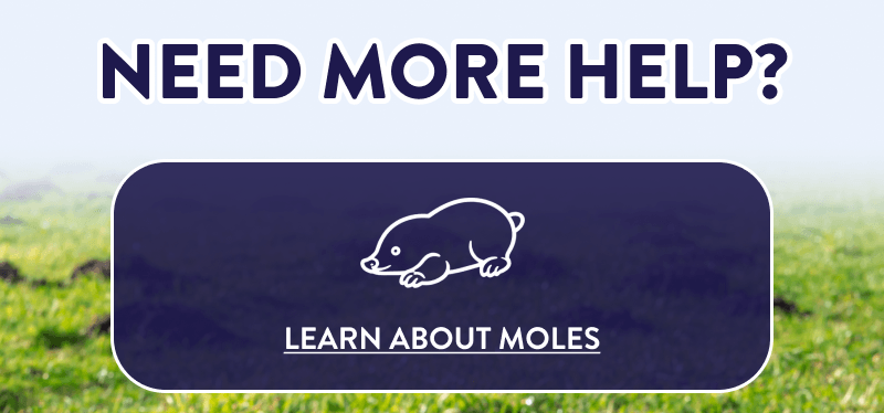 Need More Help?  LEARN ABOUT MOLES