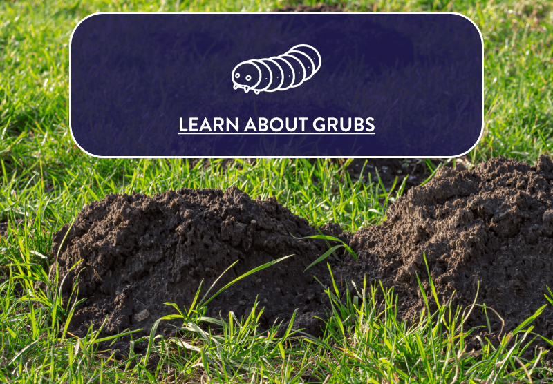 LEARN ABOUT GRUBS