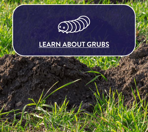 LEARN ABOUT GRUBS