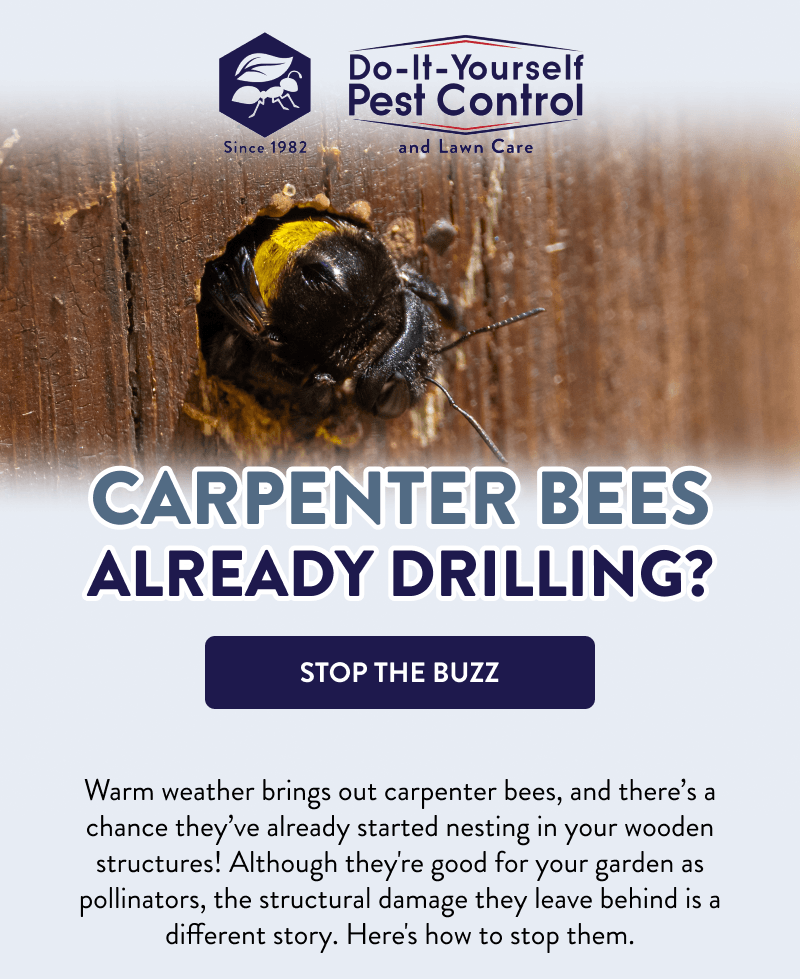 Carpenter Bees Already Drilling?  [STOP THE BUZZ]  Warm weather brings out carpenter bees, and there’s a chance they’ve already started nesting in your wooden structures! Although they're good for your garden as pollinators, the structural damage they leave behind is a different story. Here's how to stop them.
