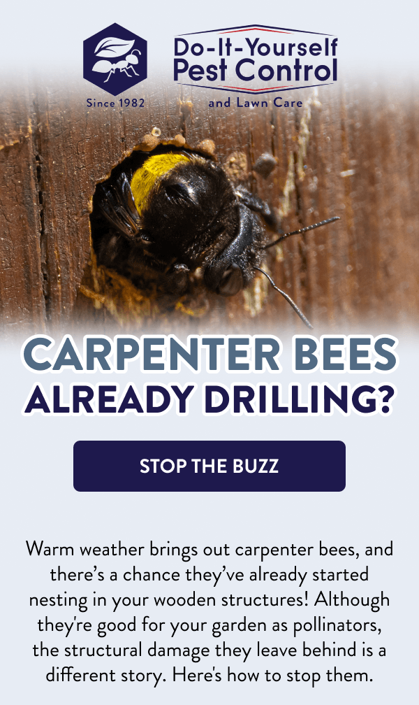 Carpenter Bees Already Drilling? [STOP THE BUZZ] Warm weather brings out carpenter bees, and there’s a chance they’ve already started nesting in your wooden structures! Although they're good for your garden as pollinators, the structural damage they leave behind is a different story. Here's how to stop them.