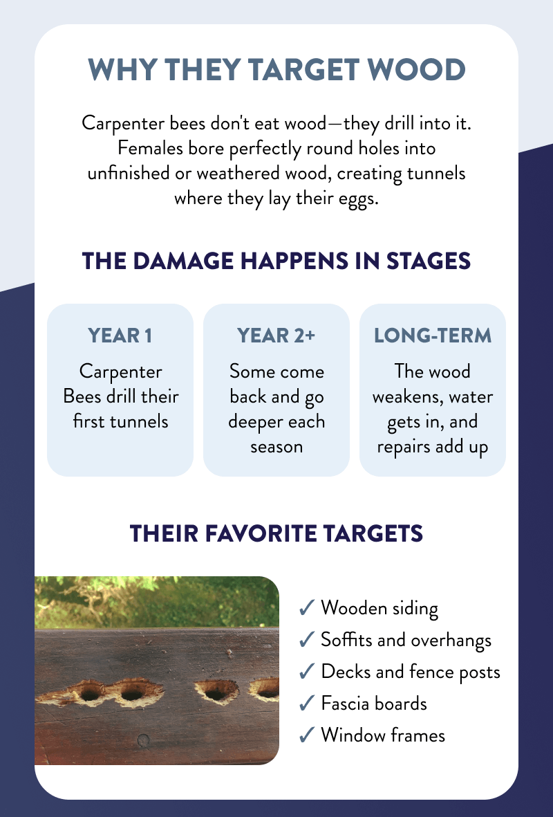 Why They Target Wood  Carpenter bees don't eat wood—they drill into it. Females bore perfectly round holes into unfinished or weathered wood, creating tunnels where they lay their eggs.  The Damage Happens In Stages  Year 1 Carpenter Bees drill their first tunnels ; Year 2+ Some come back and go deeper each season ; Long-term The wood weakens, water gets in, and repairs add up ;  Their Favorite Targets  - Wooden siding - Soffits and overhangs - Decks and fence posts - Fascia boards - Window frames
