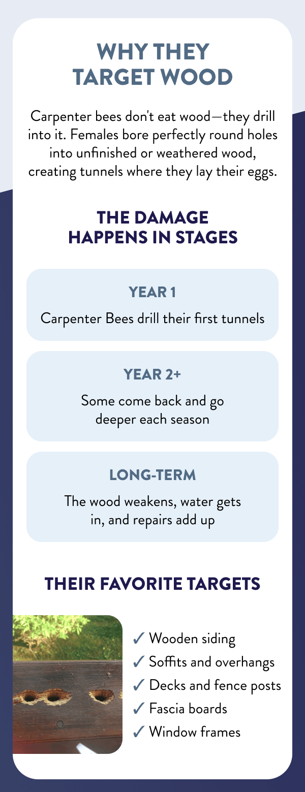 Why They Target Wood Carpenter bees don't eat wood—they drill into it. Females bore perfectly round holes into unfinished or weathered wood, creating tunnels where they lay their eggs. The Damage Happens In Stages Year 1 Carpenter Bees drill their first tunnels ; Year 2+ Some come back and go deeper each season ; Long-term The wood weakens, water gets in, and repairs add up ; Their Favorite Targets - Wooden siding - Soffits and overhangs - Decks and fence posts - Fascia boards - Window frames
