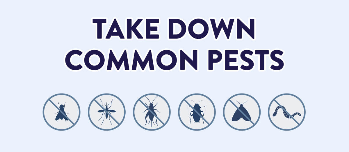 Take Down Common Pests  – Flies – Mosquitoes – Crickets – Roaches – Moths – Worms