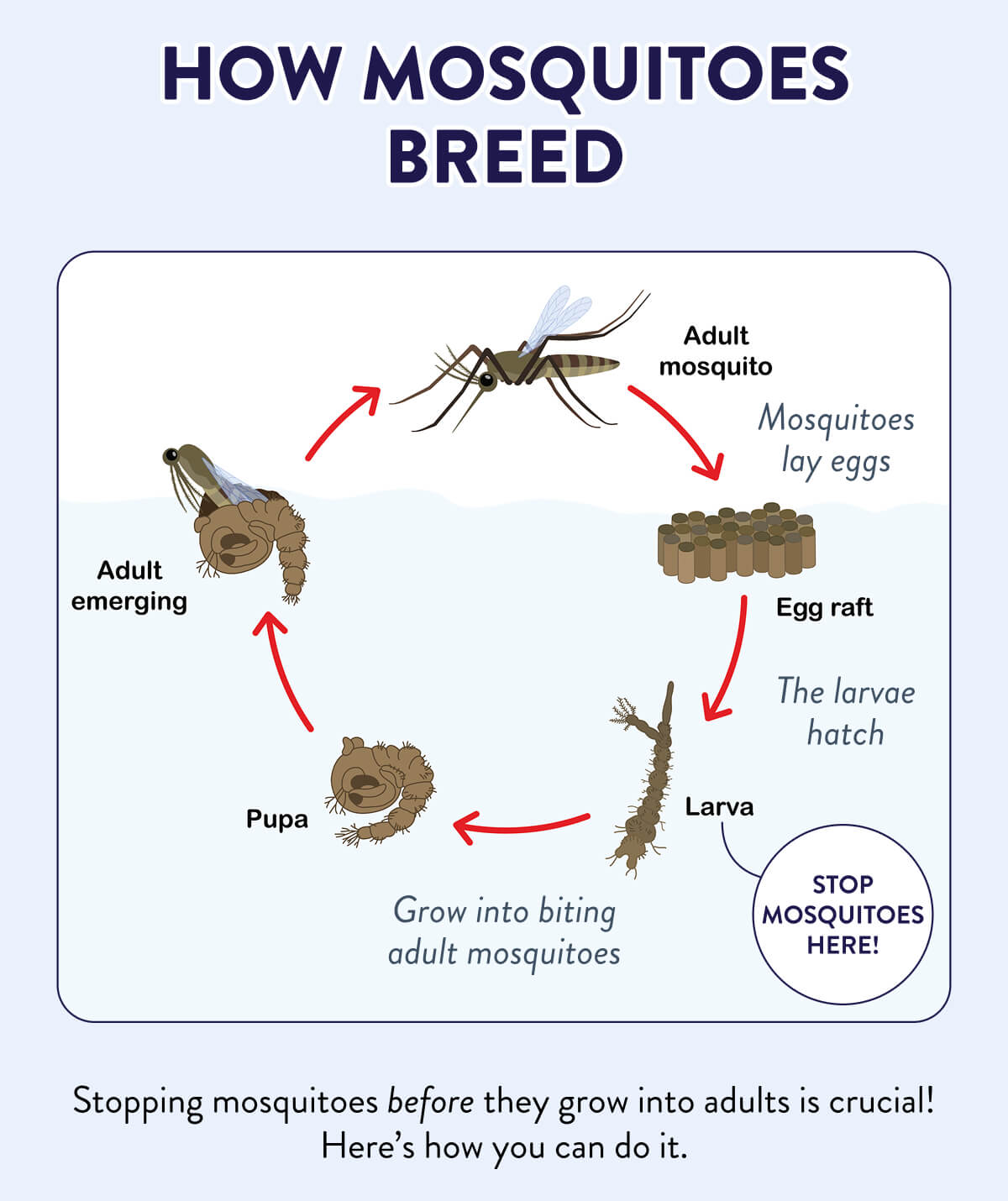 How Mosquitoes Breed  Mosquitoes lay eggs → The larvae hatch → Grow into biting adult mosquitoes  Stopping mosquitoes before they grow into adults is crucial! Here’s how you can do it.