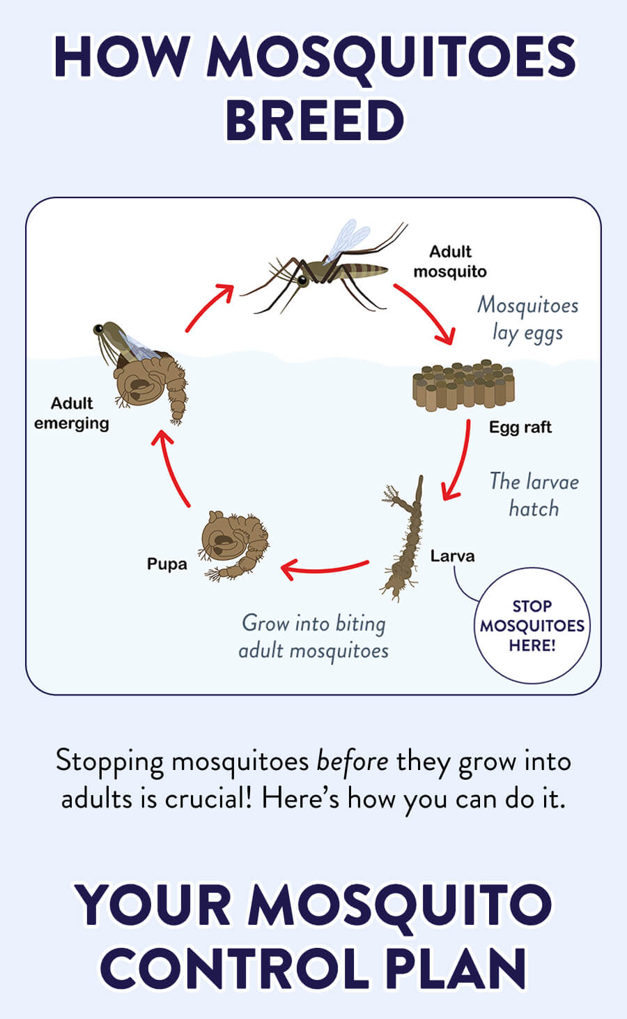 How Mosquitoes Breed Mosquitoes lay eggs → The larvae hatch → Grow into biting adult mosquitoes Stopping mosquitoes before they grow into adults is crucial! Here’s how you can do it.