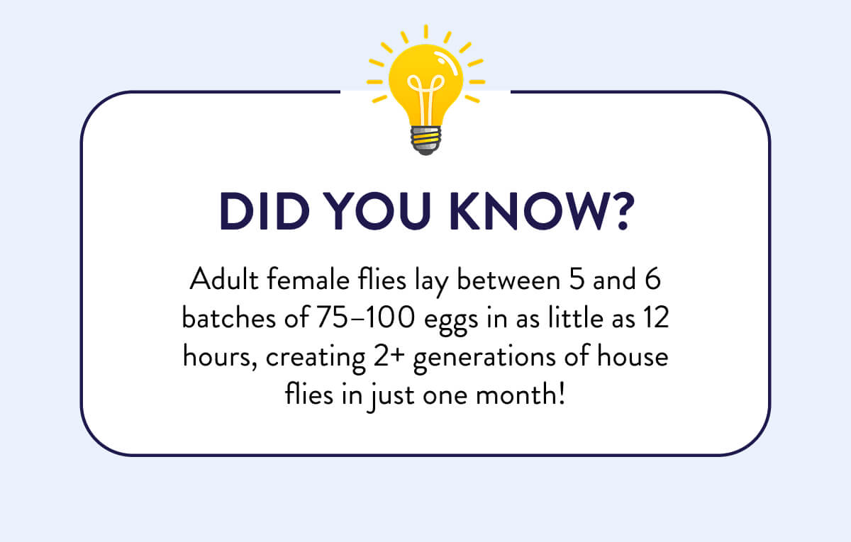 DID YOU KNOW? Adult female flies lay between 5 and 6 batches of 75–100 eggs in as little as 12 hours, creating 2+ generations of house flies in just one month!