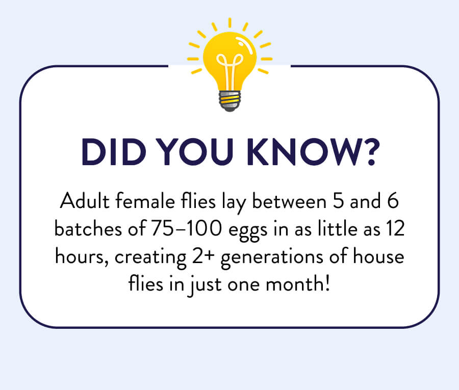 DID YOU KNOW? Adult female flies lay between 5 and 6 batches of 75–100 eggs in as little as 12 hours, creating 2+ generations of house flies in just one month!