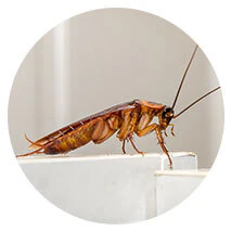 Cockroaches