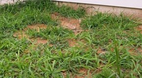 How to ID Different Types of Weeds in Your Yard