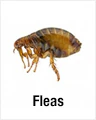 Fleas