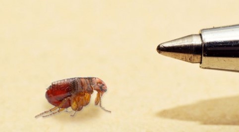 How to Identify Fleas vs Ticks