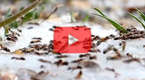 How to Spray for Ants Outdoors