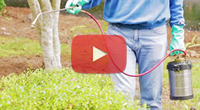 How to Kill Mosquitoes Outdoors